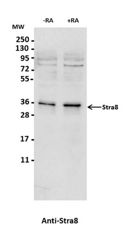 MilliporeSigma Stra8, Rabbit, Unlabeled, Polyclonal, 100&mu;g; Unlabeled:Antibodies,